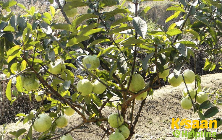 Allahabad Safeda (इलाहाबाद सफेदा)